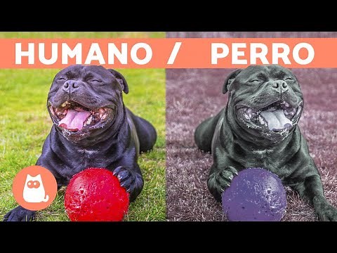 HOW DO DOGS SEE? - These are the COLORS dogs see!