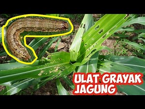 Pengendalian Serangan Ulat Grayak Tanaman Jagung | Fall Armyworm (FAW) | Spodoptera frugiperda