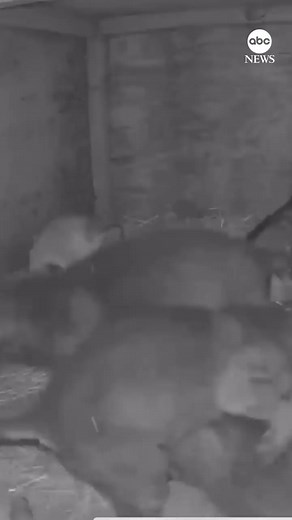 17K views · 186 reactions | SOUND ON: A litter of month-old red wolf...