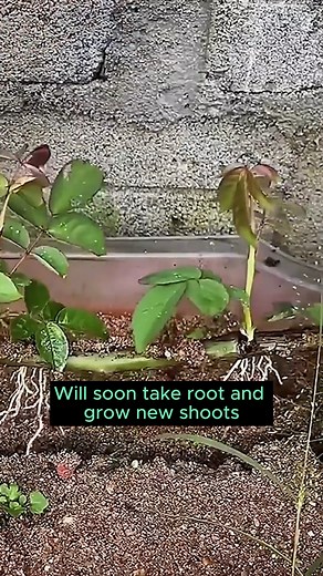 3 ways to extract plants #garden #gardening #plants #planting #planthacks #gardenhacks #gardeningmakemehappy #gardeningtips #gardeningideas #gardeninspiration #gardenlove | Home Gardening