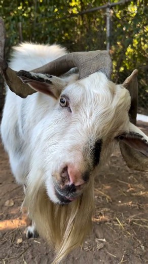 This Goat Has the Funniest Expressions Ever! 🐐🤪