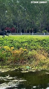 74K views · 1.4K reactions | One of Otto's favorite ways to catch an iguana! This was his last hunt, showing Trouble how it's done. | Python Cowboy Hunts | Facebook