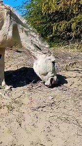 Sad donkey life make happy #donkeys #donkeykong #donkey #horse #beautiful #animallover #beach #travel #beachday #foryou #animals #bigdonkey #jungel #Donkey #Village #animal #animals #nature #pet #cute #wildlife #love #dog #pets #photography #cat #cats #naturephotography #instagram #photooftheday #dogs #animallovers #instagood #wildlifephotography #art #animalphotography #of #dogsofinstagram #petstagram #bird #catsofinstagram #puppy #birds #animalsofinstagram | Donkeyslife