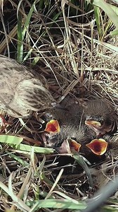 #birds | Natural Bird Check