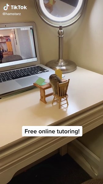 He’s a genius...trust me🐹 #hamster #onlineclass #tutoring #onlineschool