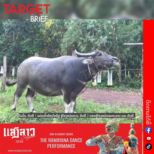 ພະຍາດຈາກສັດຕິດໃສ່ຄົນ ອັນຕະລາຍຫຼາຍເດີ ຂໍໃຫ້ລະມັດລະວັງກັນຕື່ມໂດຍສະເພາະ ໃຜທີ່ມັກກິນແບບ ບໍ່ປຸງສຸກ . #ພະຍາດໄຂ້ເລືອດດຳ #ພະຍາດຕິດຕໍ່ຈາກສັດສູ່ຄົນ #Targetbrief #TargetMagazine #ຂ່າວ #News #ข่าว #Highlight | TARGET Magazine