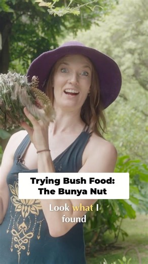 I found Bunya Nuts First Taste of Aussie Bush Food!