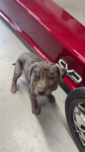 ️ (@bracket_racing69)’s videos with Ride all night - averyrog3rs🌾