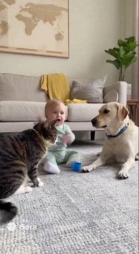 😂 Cat, Dog & Baby – Funniest Moments Ever!