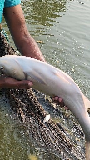 Big silver carp fish #fish #fishing | AB Fishing