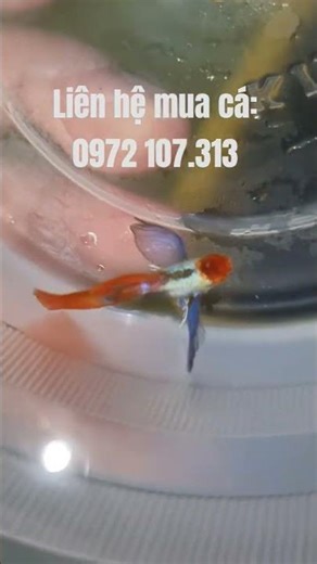 Can genetically engineered fish produce ribs?