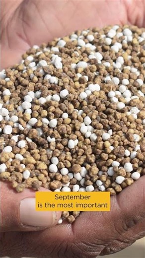 Fall Lawn Care Tips: Seed, Aerate and Fertilize for a Healthier Lawn