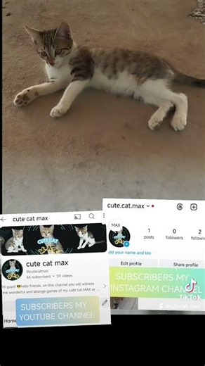 Cute cat MAX TIK TOK game with colored balls part 5