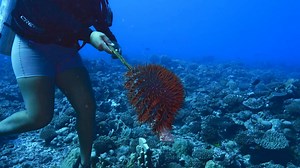 Divers battle hungry starfish eating coral reefs around the Cook Islands