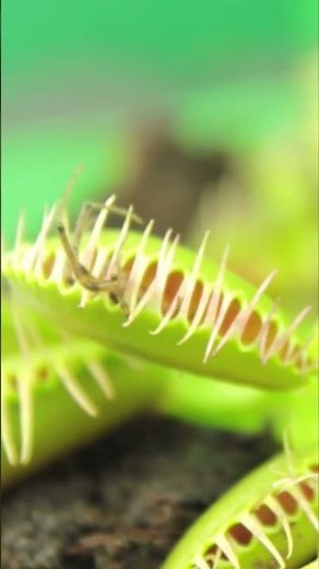 Venus Flytrap catching a Spider