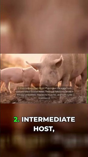 Unraveling The Dangerous Pork Tapeworm Life Cycle