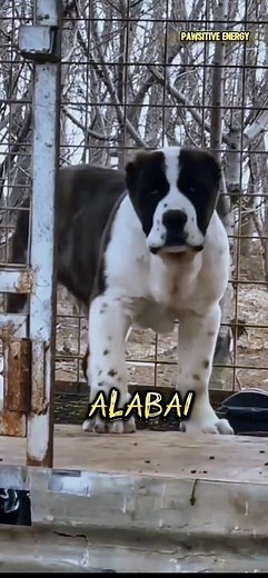 Alabai : The Fearless Guardian | The Strongest Dog Breed in the World!