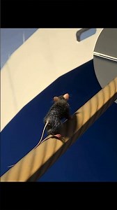 The Simple Device That Stops Rats From Boarding Ships