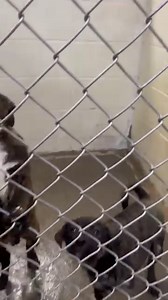 6 pups just came in ready for adoption today. Boxer/ lab mix. The mother to them is the smaller Black dog by herself in the video. Contact us for more info! | Boyd County Animal Shelter