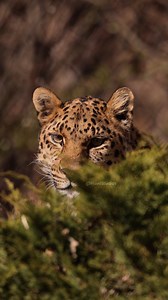 Amur Leopard staring #nature #wildlife #amur #leopard #stare #wildcat #wild HA29888 | HAWI Studios