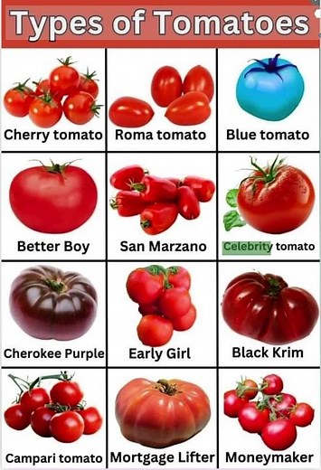 Types of tomatoes | Names with Pictures | English Vocabulary ‪@StartFromScratchYt‬