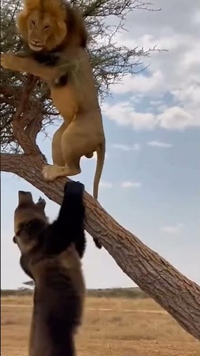 **Lion vs. Bear: Epic Tree Showdown!** 🦁 #WildEncounter #NatureBattle #AnimalShowdown #SafariLife