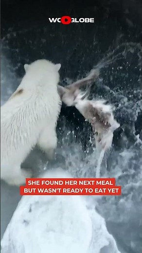 A Polar Bear Washes Her Catch Before Settling Down to Eat | WooGlobe
