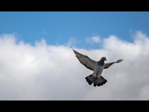 Overcoming Common Challenges in Pigeon Racing what you need to know