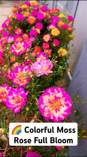 Moss Rose Full Bloom 🌸 | Portulaca Plant Care & 100+ Colorful Flowers in One Pot #shorts #ourplants