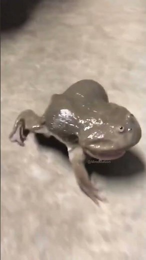 Frog jump goofy ahh laughing meme #shorts #memes #frog #short #frogmemes #jumpfrog