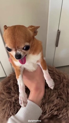 The Smallest Dog in the World - The Chihuahua