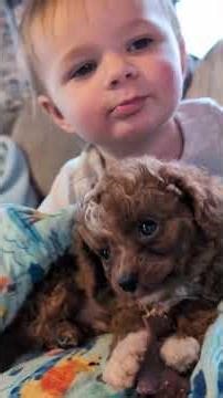 Forrest 🤎 our keeper Toy Poodle Cavapoo I just need him in my life 💖 #cavapoopuppy #puppy #fyp