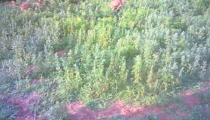 As many of you know, the Red wolf is the true American wolf, and is highly endangered. The survival of this species depends on efforts made by places like WSC to maintain genetic diversity through breeding of these gorgeous creatures. There is an active reintroduction going on in North Carolina and all of us that have red wolves hold out hope that one or more of our animals will make it back to the wild. That is why our red wolves are so shy of humans. In order to check up on them, we have to cr