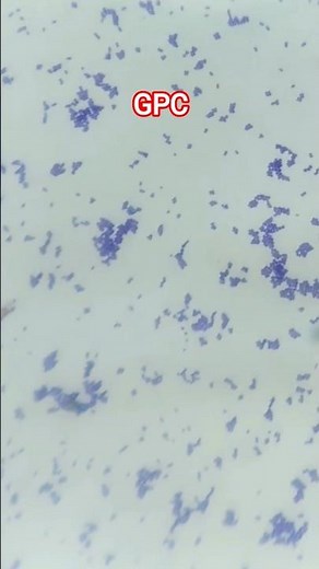Gram Positive Cocci