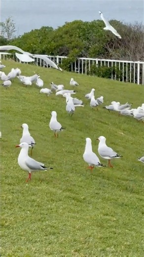 And Now, the Whole Flock Is Here 🌊