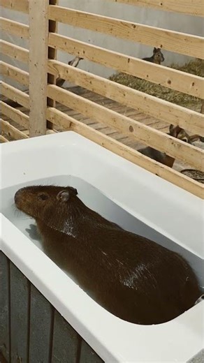 Can’t Stop Watching! Capybara Clyde Relaxing in His Bathtub 🛁