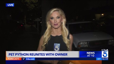 Pet python reunited with owner after getting loose