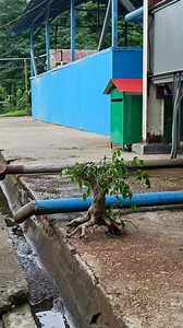 6K views · 417 reactions | Tak ada yang abadi #benjamina #bonsaitree | Karimun Java | Facebook