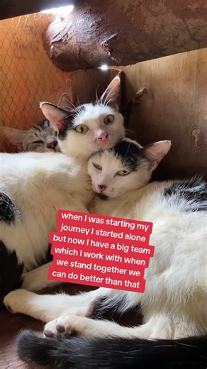 when we join together we can do better than that please ❤️🫣🫣🥰🥰🐈🙏🙏🙏😂