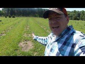 #141 When To Plant Christmas Trees? Fall vs. Spring - Which Survive Better? Our Results So Far