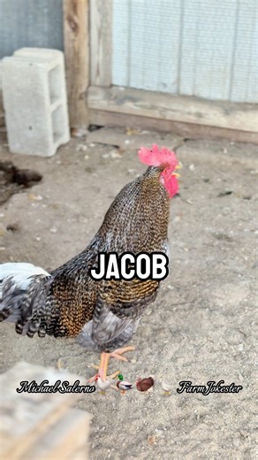 Jacob the Great, Screecher of the Seven Coops! Jacob!, Oh Jacob!, Jaaacoooob! #jacob #jake #jayke #jakob #chickens #hen #hens #rooster #roosters #roostersofinstagram #nameyellingchicken #namescreamingchicken #chickensofinstagram #backyardchickens #memes #funnyanimals #comedy #humor #laugh #farmjokester #michaelsalerno | Michael Salerno