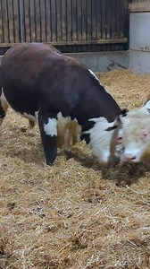The bull equivalent of a keep fit class for Atlas and Benson! 🏋️‍♀️ Only another couple of weeks until Atlas is out in the fields with the heifers. That'll make him a happy boy! 😁🐮 #bull #cows #farming #herefords #gym #workout | Elwess Herefords