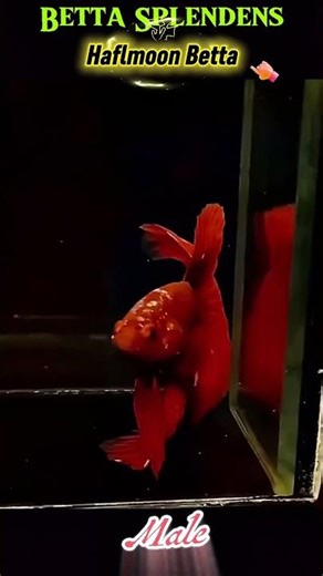 Betta Splendens #fish #fisch #aquarium #short #bettafish