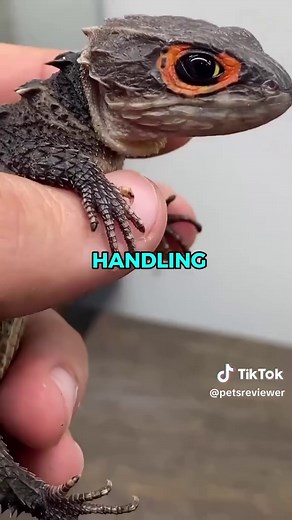 Red-Eyed Crocodile Skink: Ideal Pet Guide