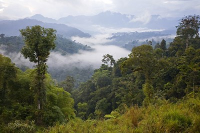 How Carbon Offsets Work