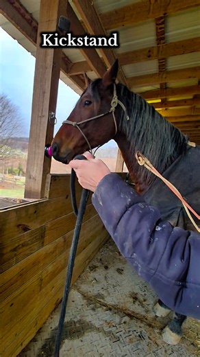 I had this bright idea to see if I could teach the boys to touch a button for a treat. Kickstand figured it out in less than 2 minutes. JingleBob took a tad longer because he just wasn't aggressive about actually pushing it. What button should I add next? #horse #horsecontent #horsetraining | Stacie Widder