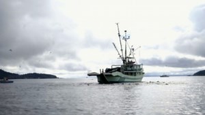 Strait of Georgia Herring in Steep Decline | Commercial Fishing
