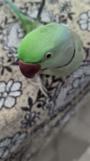 Alexandrine parakeet 🦜🐦 Angry Parrot 🦜