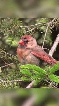 Cardinal Birds - Spring Has Arrived