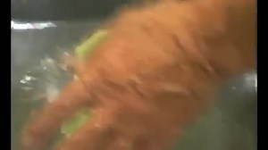 Na one o tseba oka kgona ho iketsetsa Cabbage? | MAP TV Online